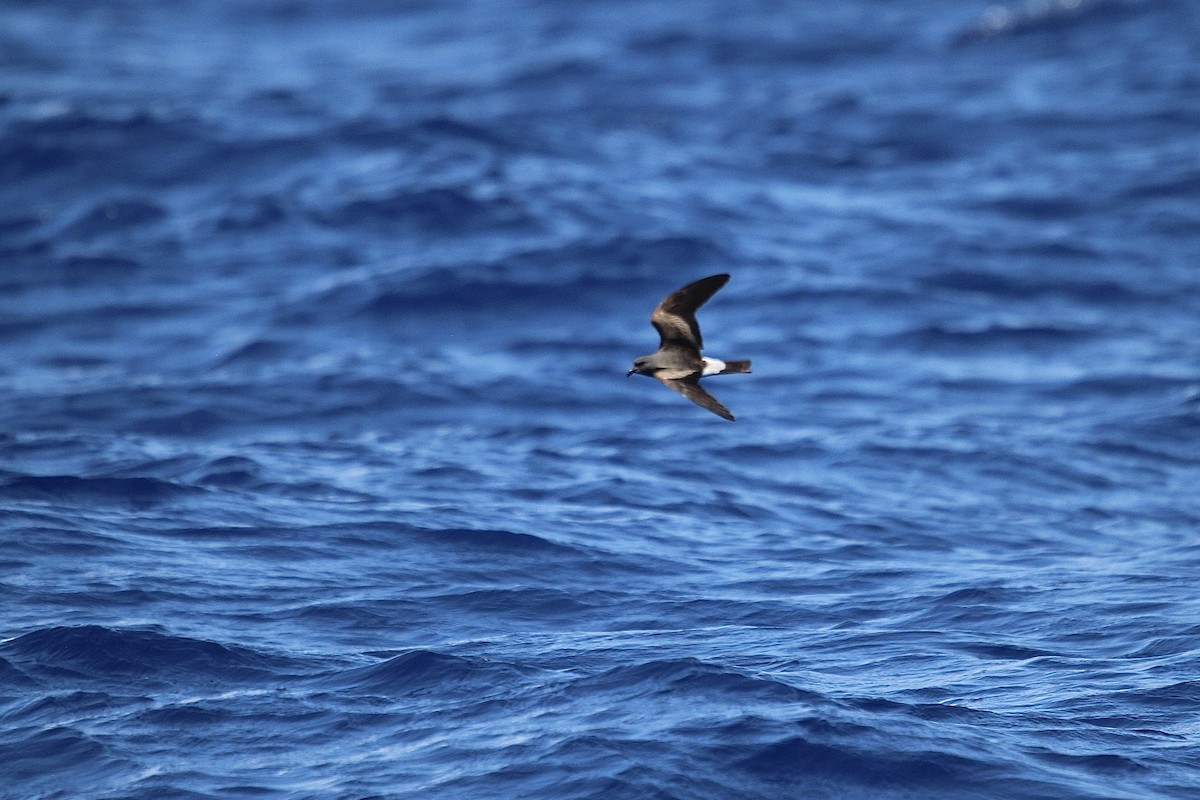 Leach's Storm-Petrel - ML637555703