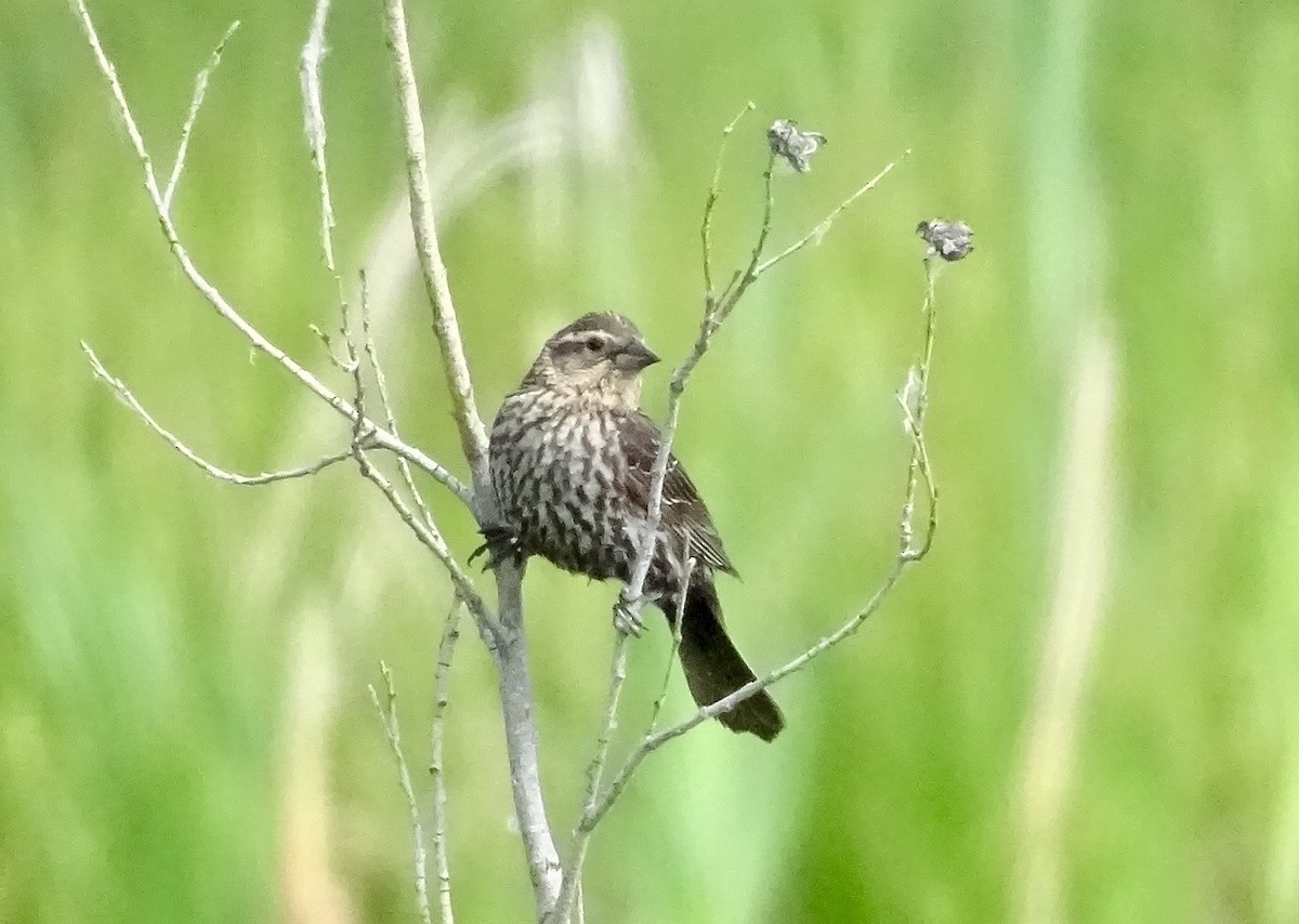 Red-winged Blackbird - ML637555728