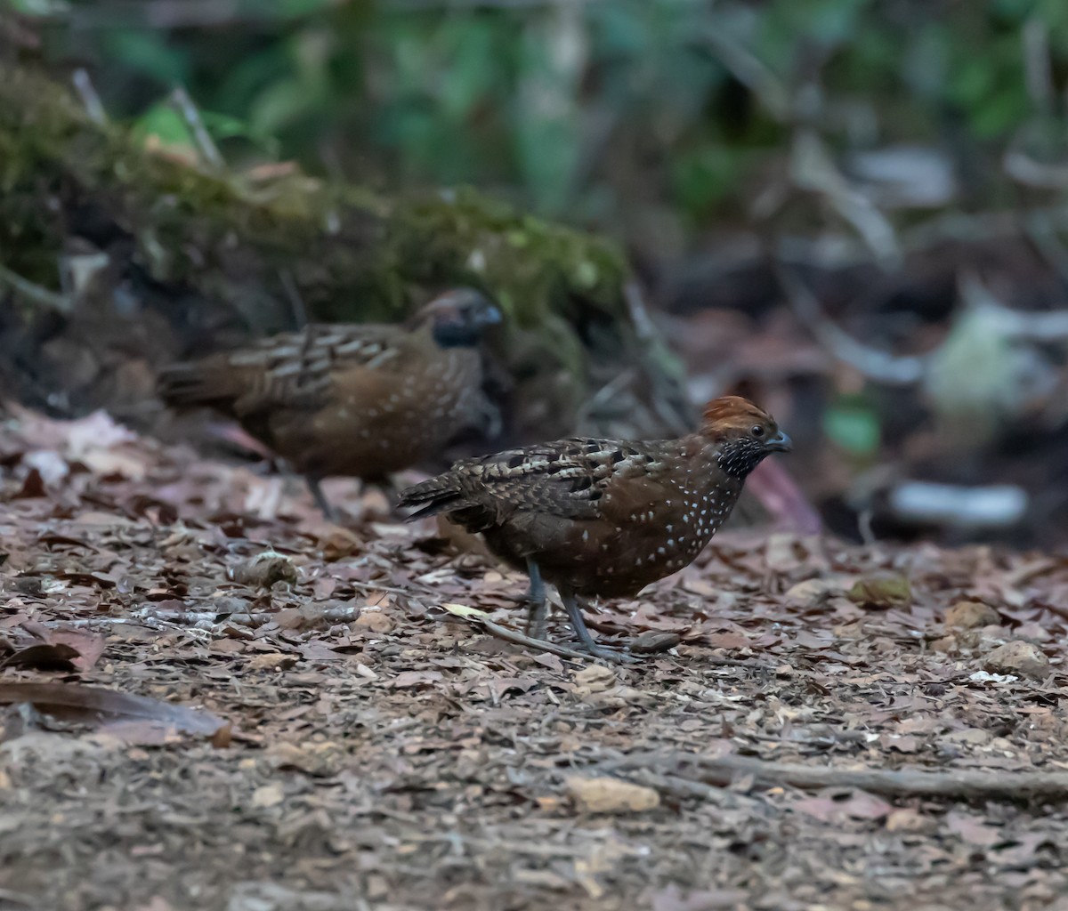 Spotted Wood-Quail - ML637555760