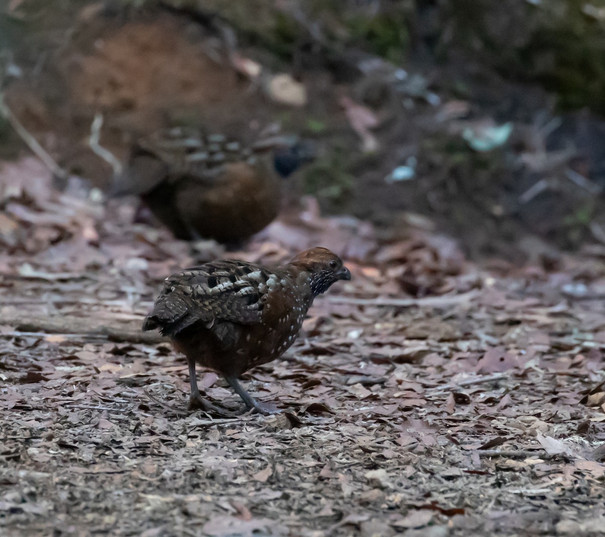 Spotted Wood-Quail - ML637555764