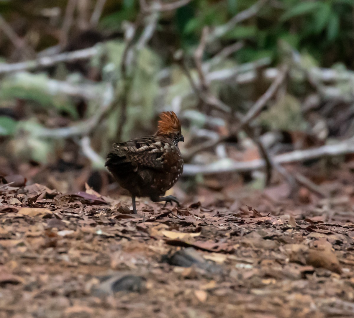 Spotted Wood-Quail - ML637555770