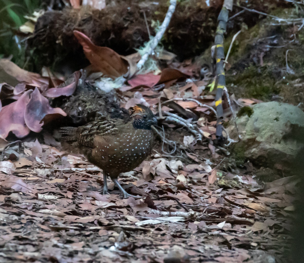 Spotted Wood-Quail - ML637555777