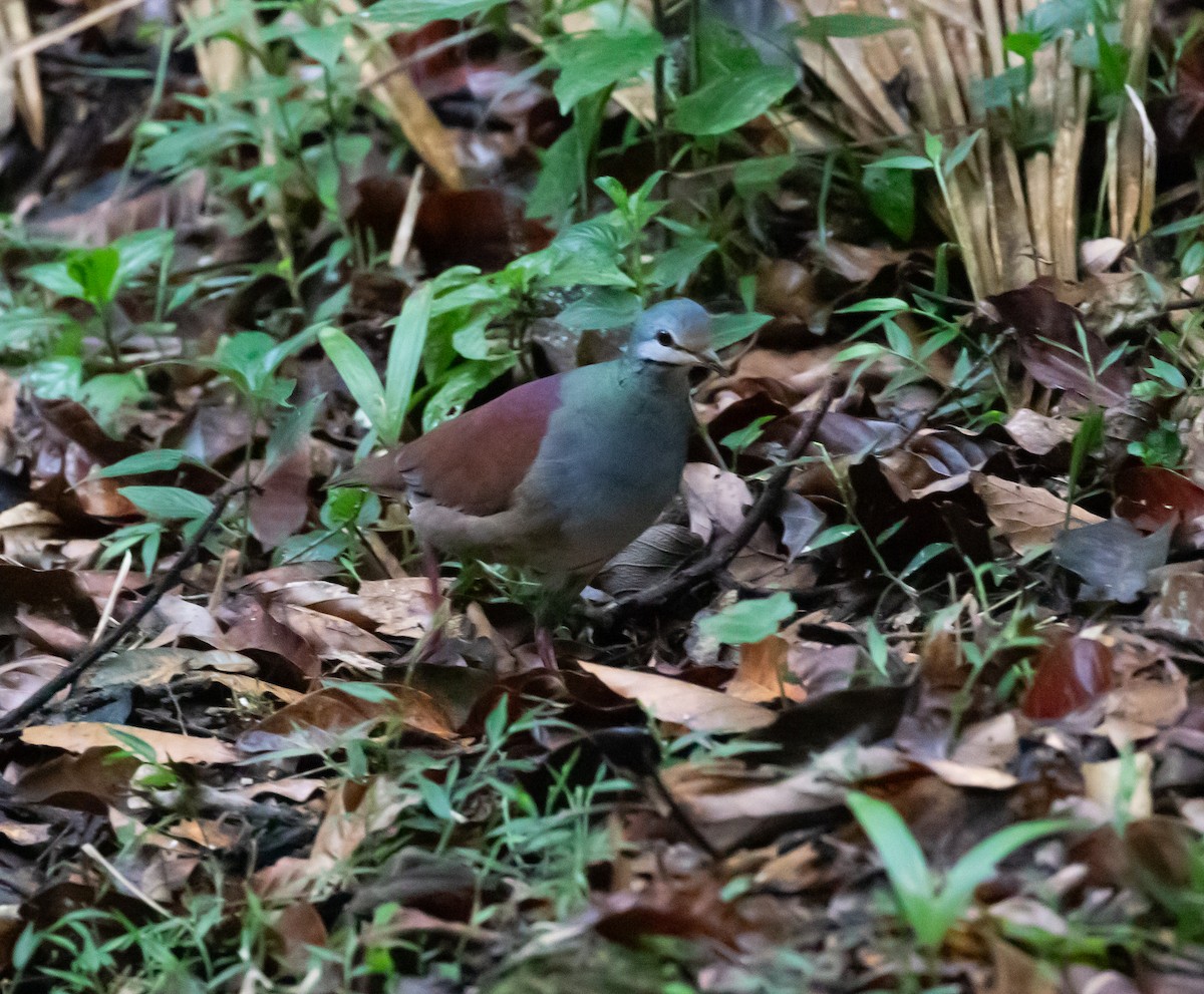 Buff-fronted Quail-Dove - ML637555793