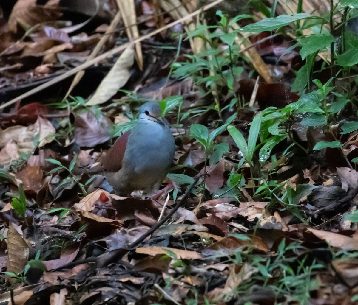 Buff-fronted Quail-Dove - ML637555796
