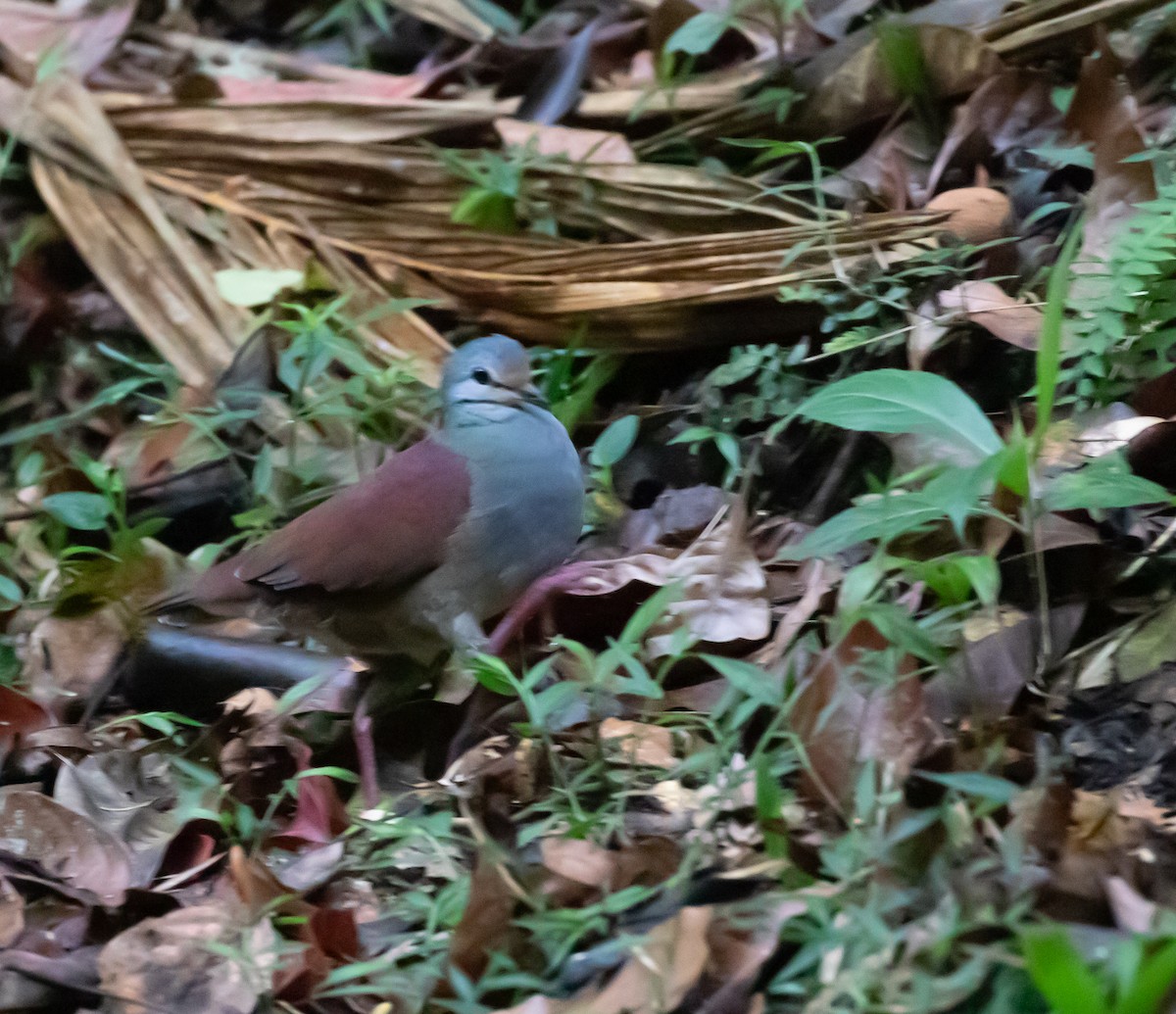 Buff-fronted Quail-Dove - ML637555799