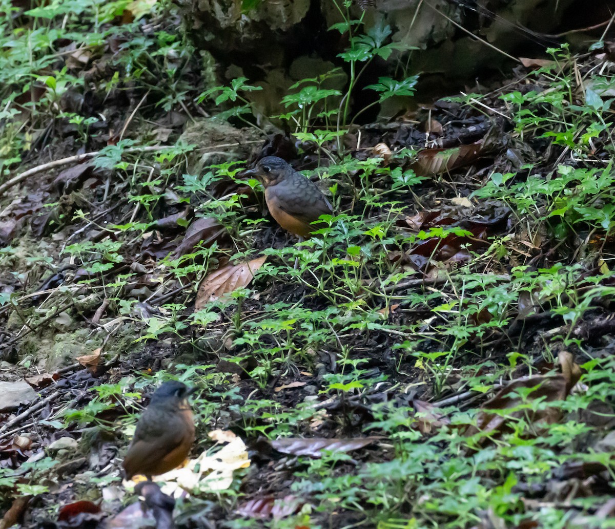 Scaled Antpitta - ML637555816