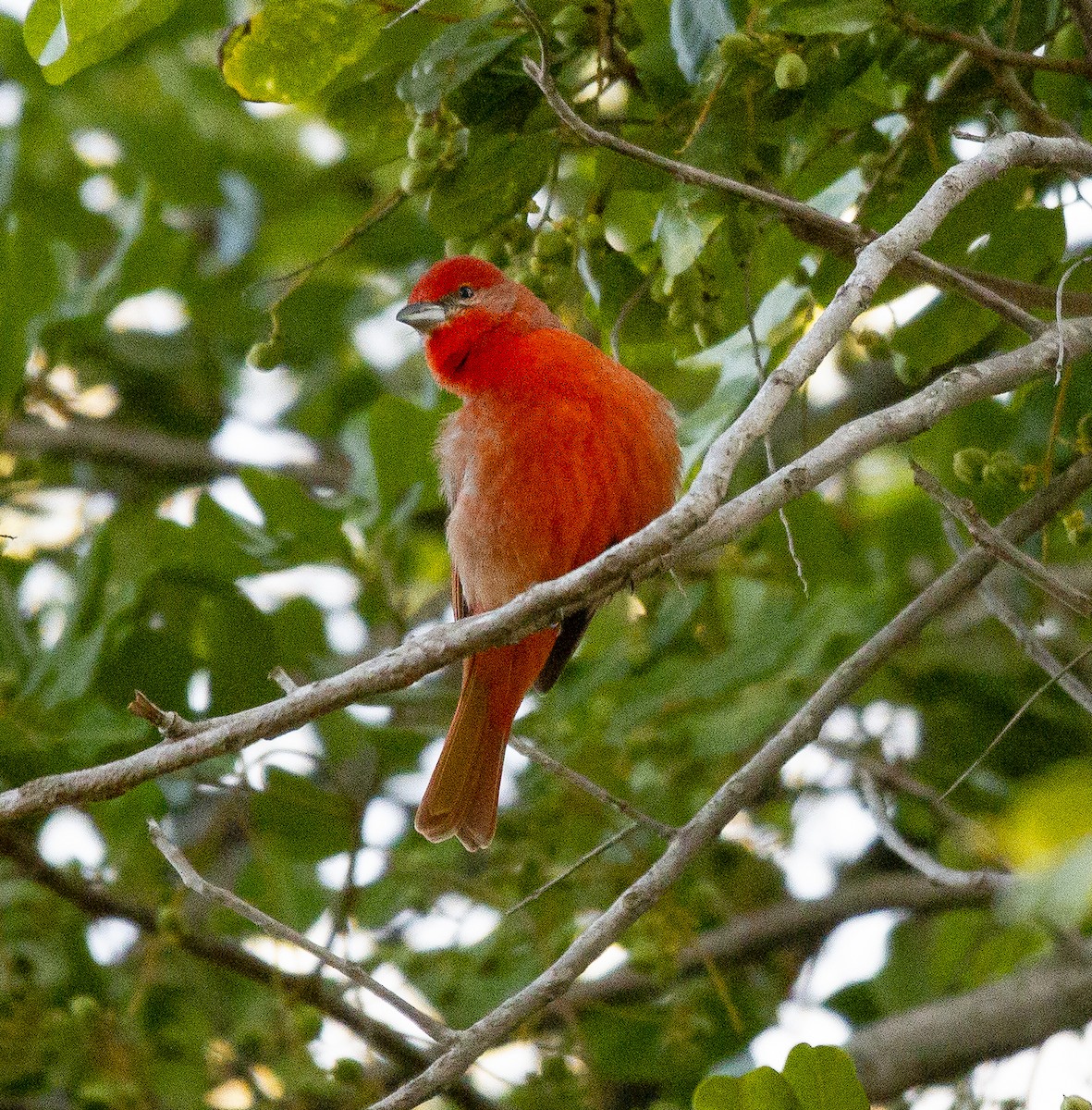 Piranga orangé - ML637555818