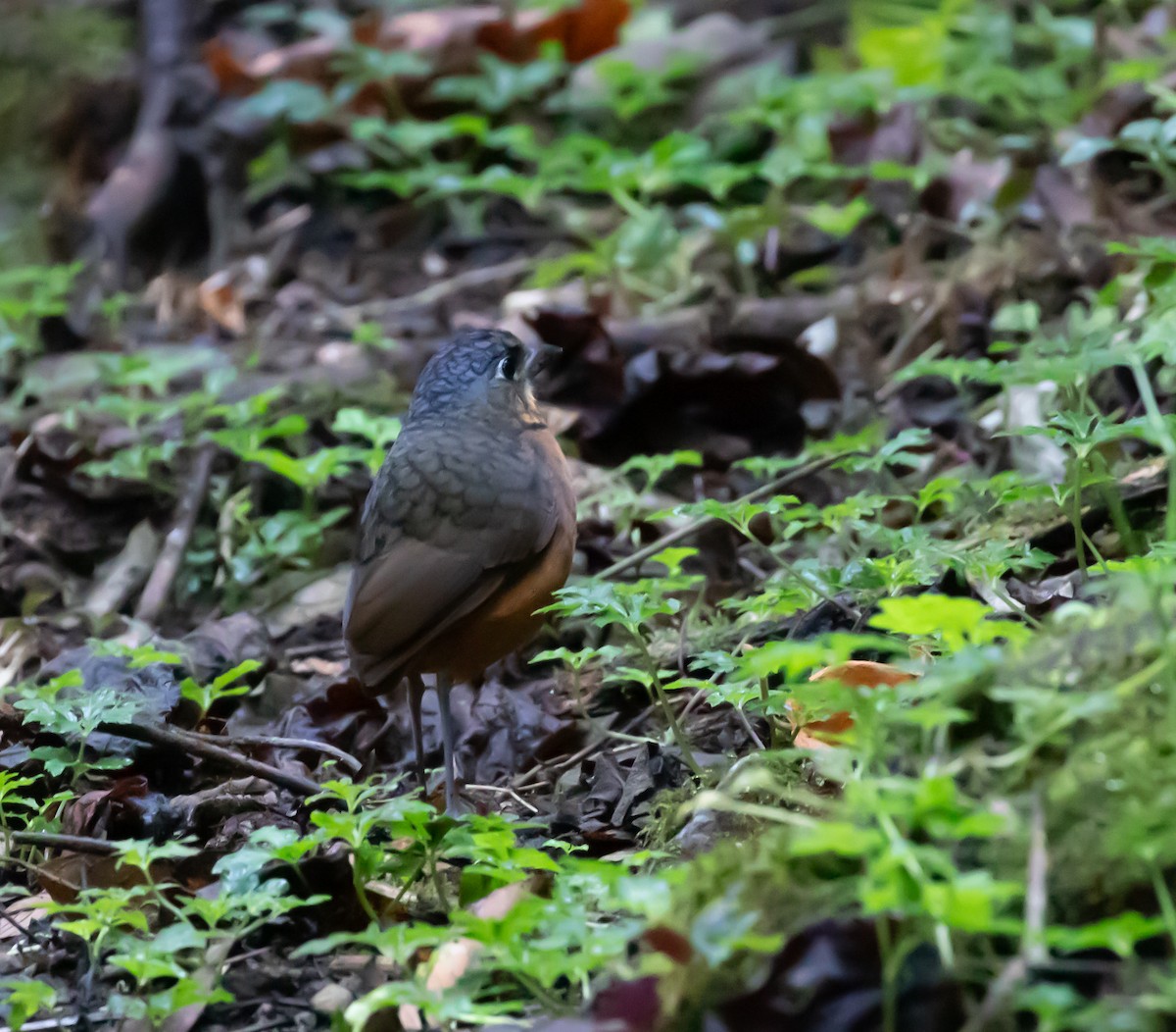 Scaled Antpitta - ML637555819