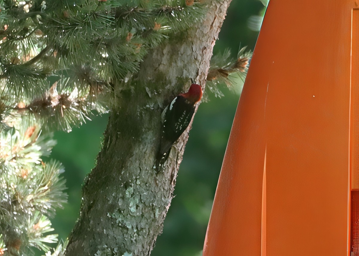Red-breasted Sapsucker - ML637555823