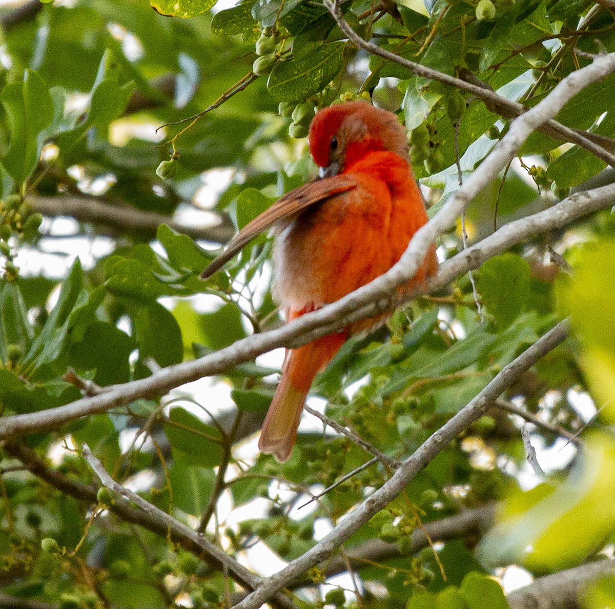 Piranga orangé - ML637555824