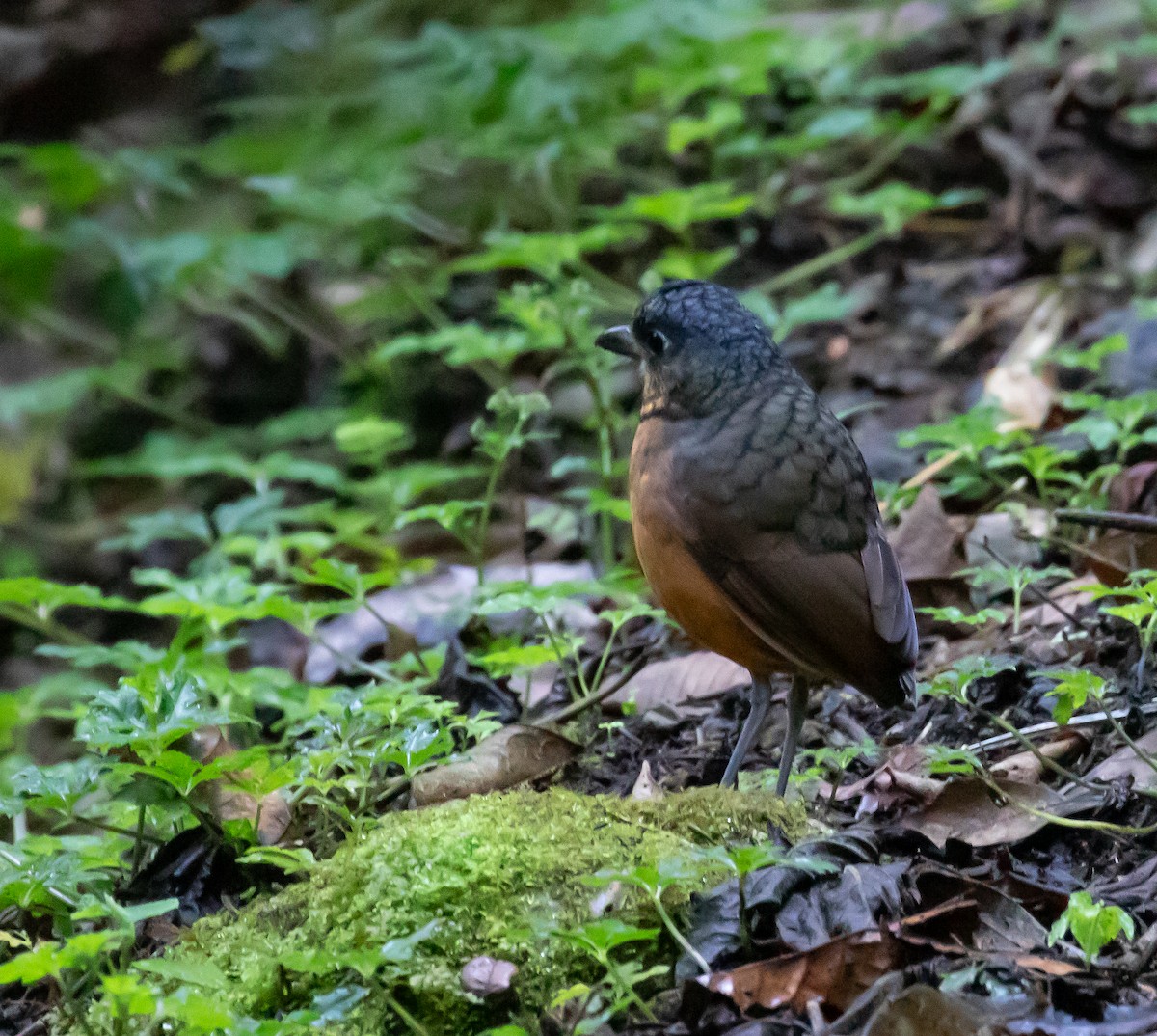 Scaled Antpitta - ML637555825