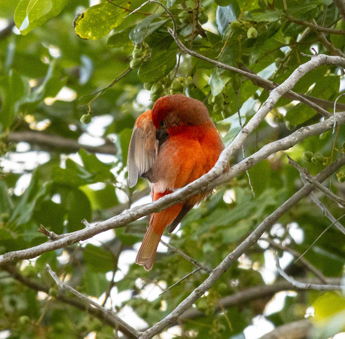 Piranga orangé - ML637555826