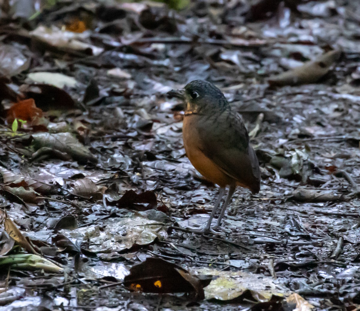 Scaled Antpitta - ML637555827