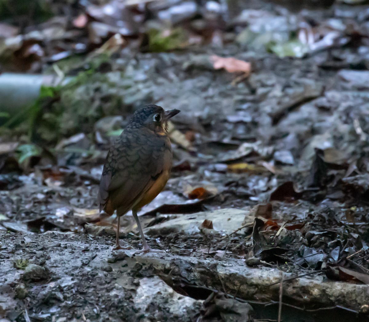 Scaled Antpitta - ML637555833