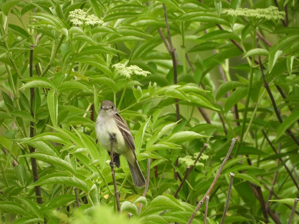 Willow Flycatcher - ML637555834