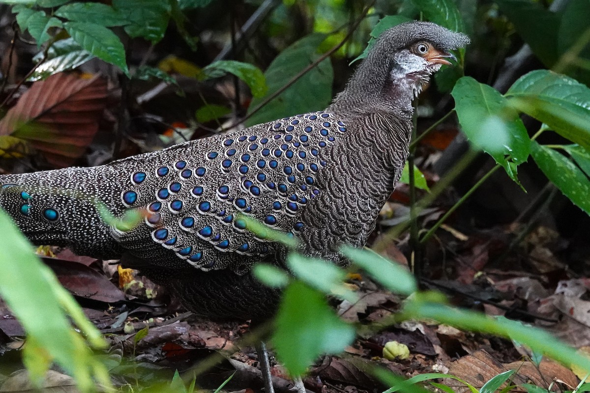 Gray Peacock-Pheasant - ML637555835