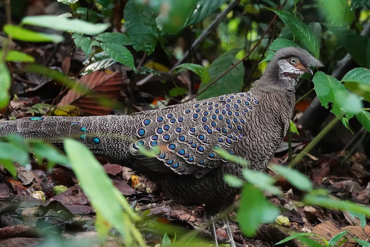 Gray Peacock-Pheasant - ML637555836