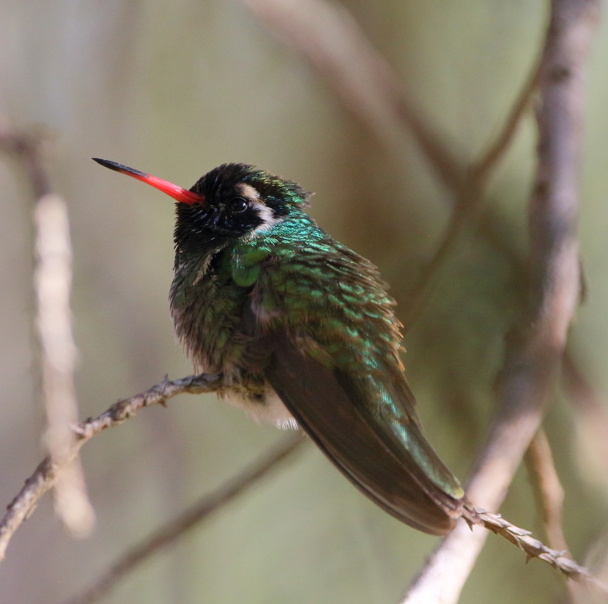 White-eared Hummingbird - ML637555844