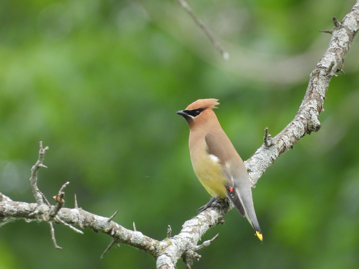 Cedar Waxwing - ML637555847