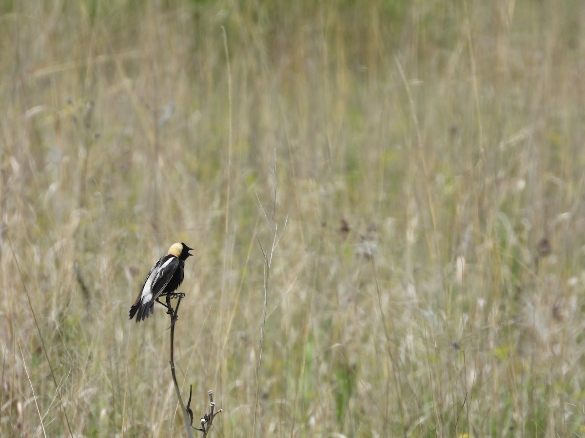 Bobolink - ML637555871