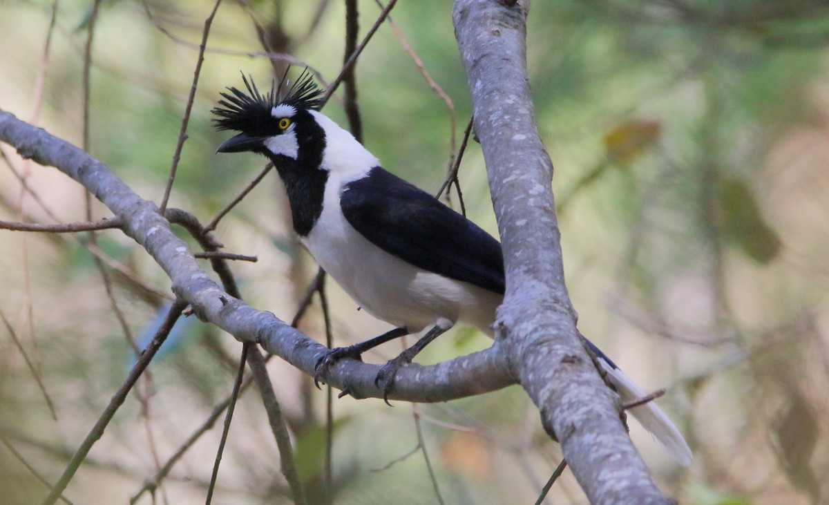 Tufted Jay - ML637555883