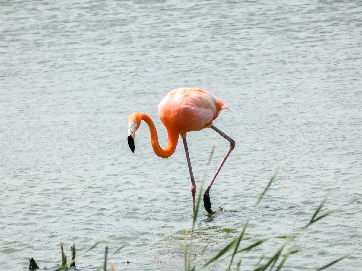 American Flamingo - ML637555886