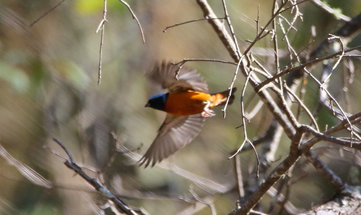 Elegant Euphonia - ML637555901