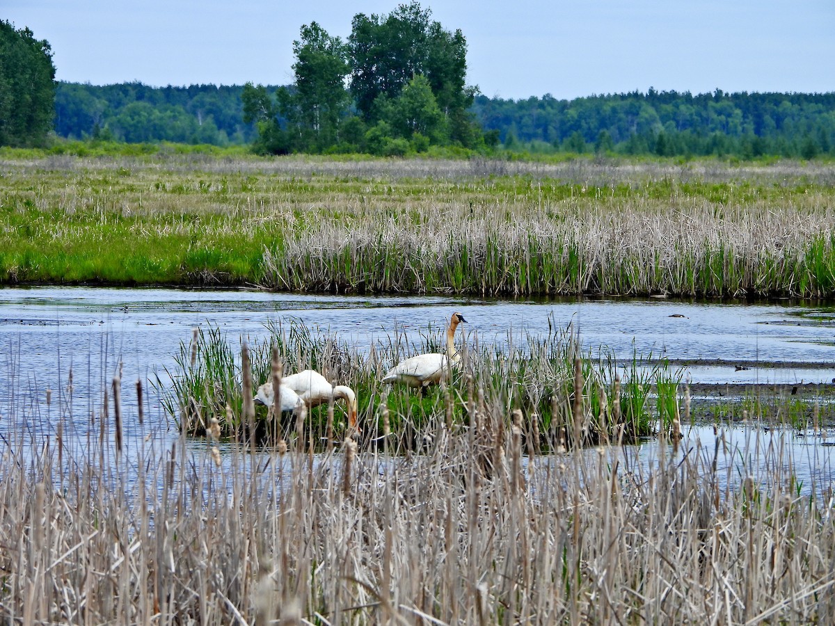 Trumpeter Swan - ML637555913