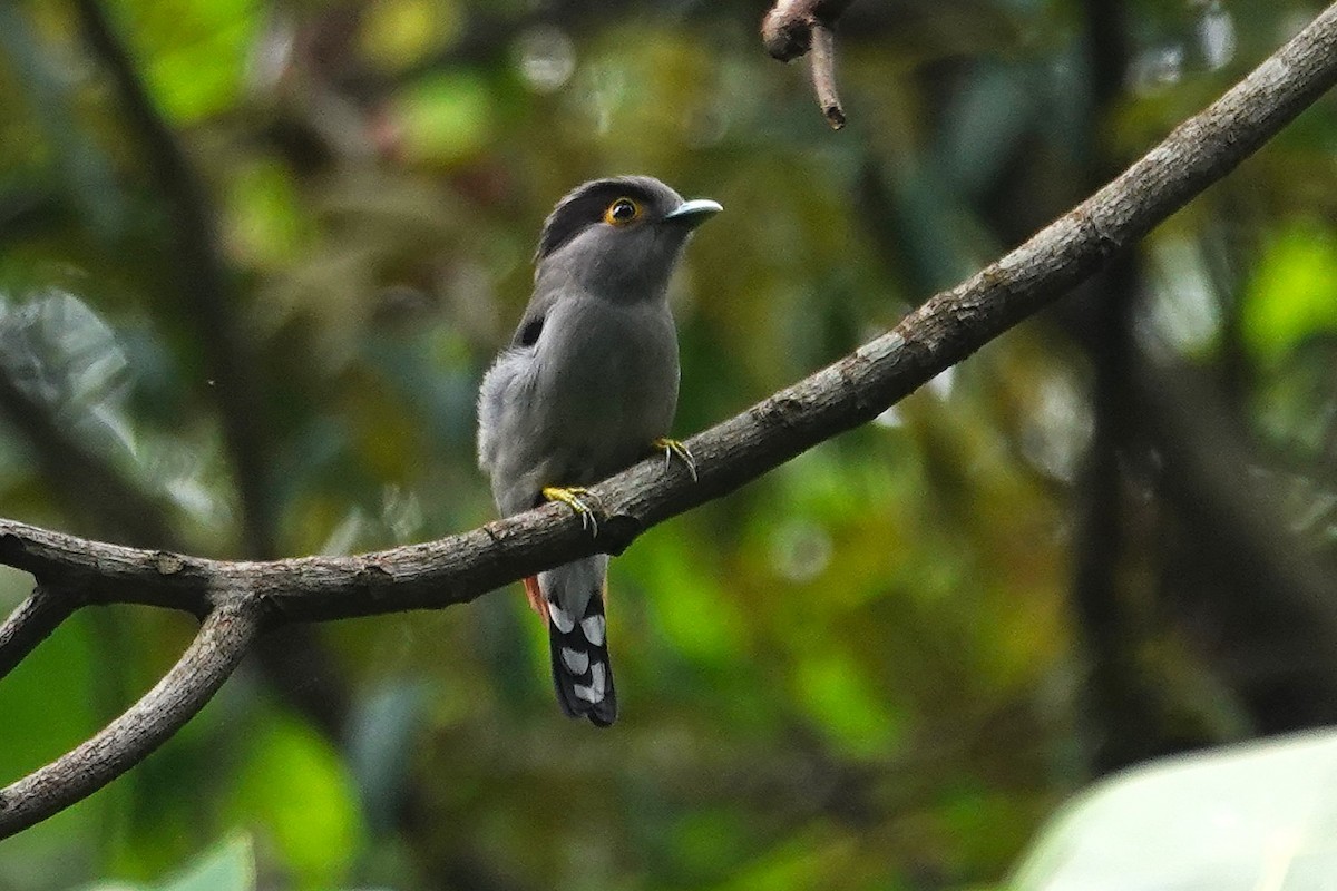 Gray-lored Broadbill - ML637556013