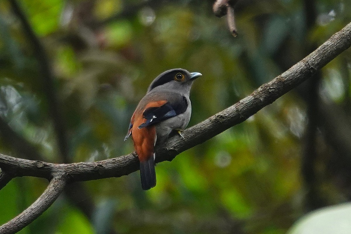 Gray-lored Broadbill - ML637556014
