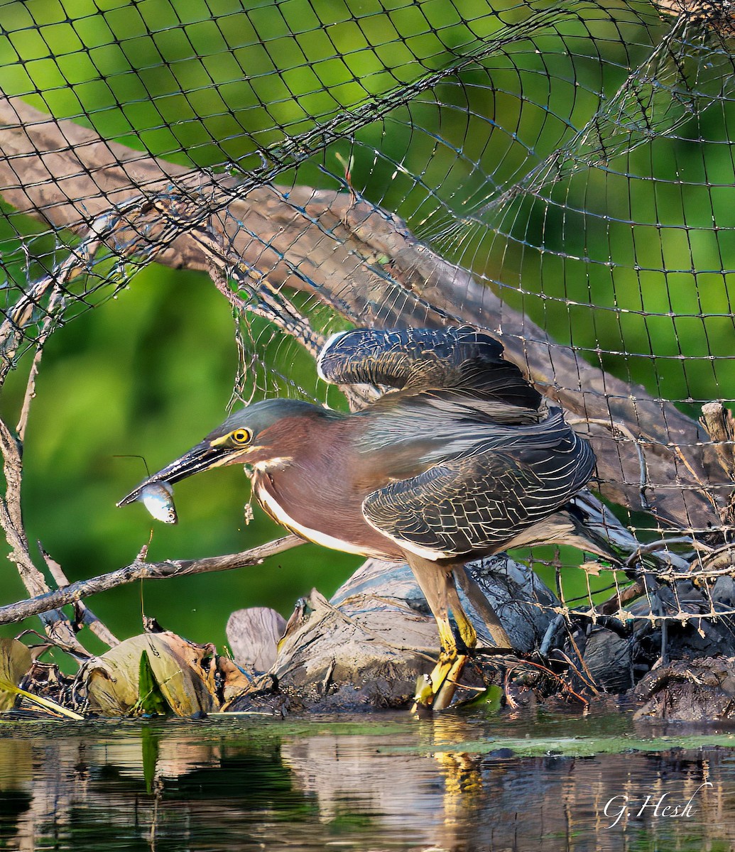Green Heron - ML637556034