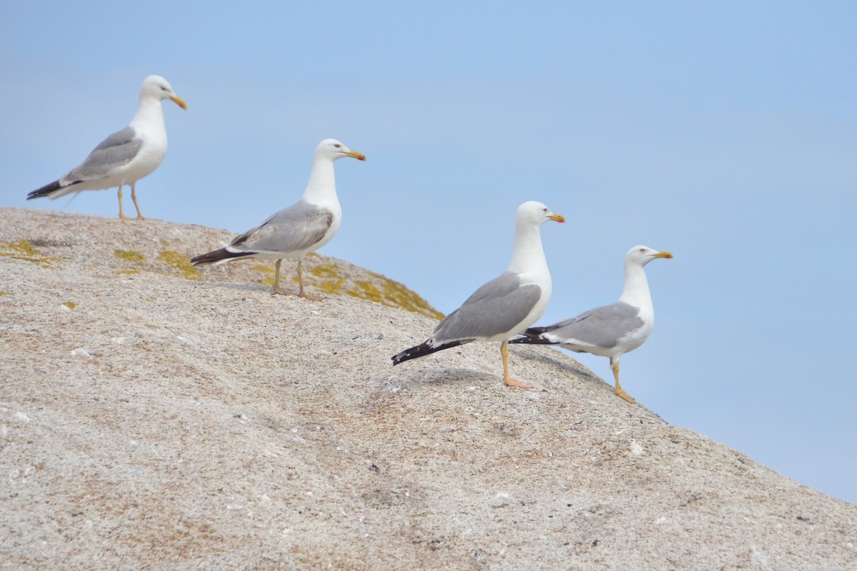Yellow-legged Gull - ML637556058