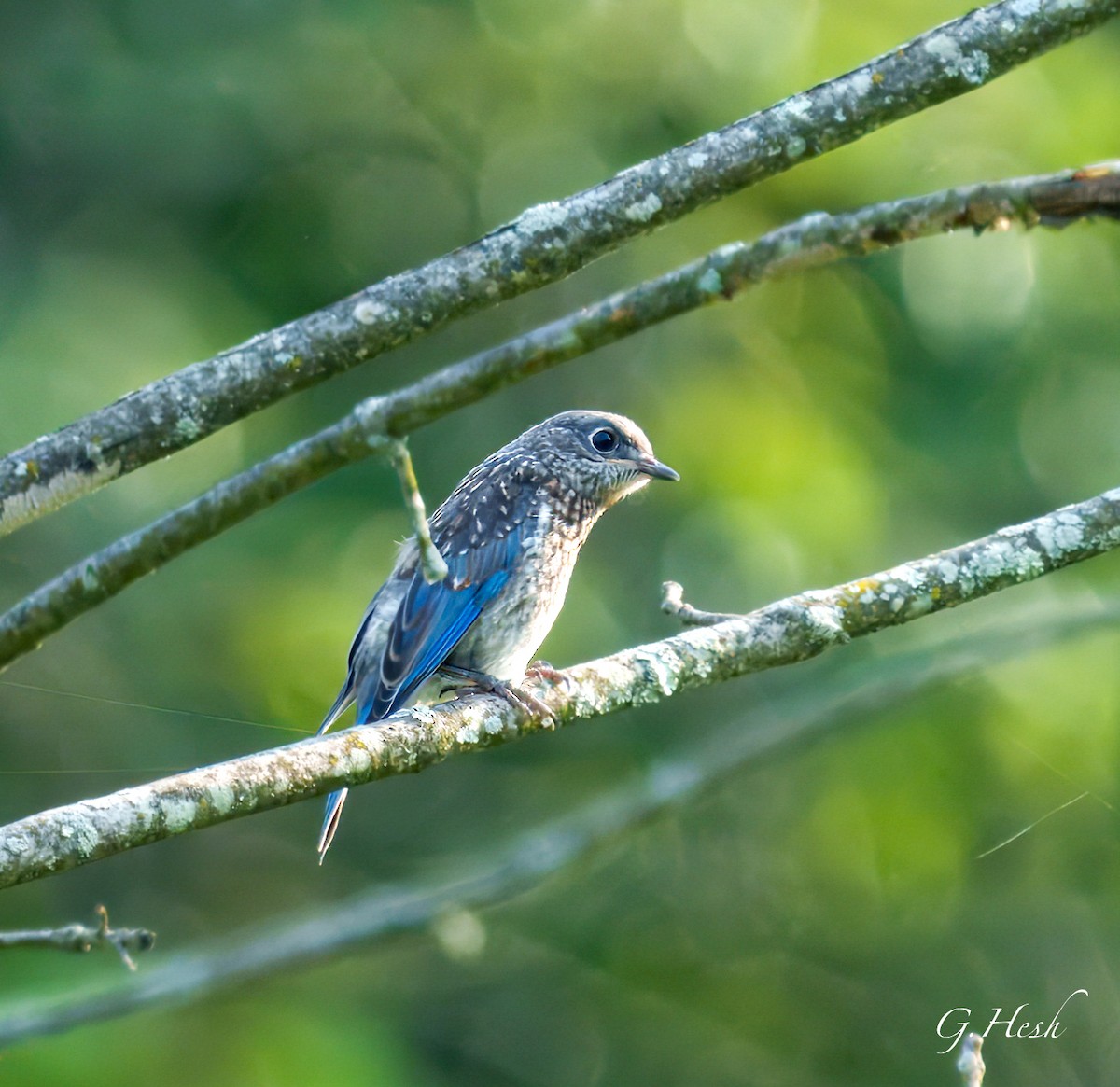 Eastern Bluebird - ML637556063