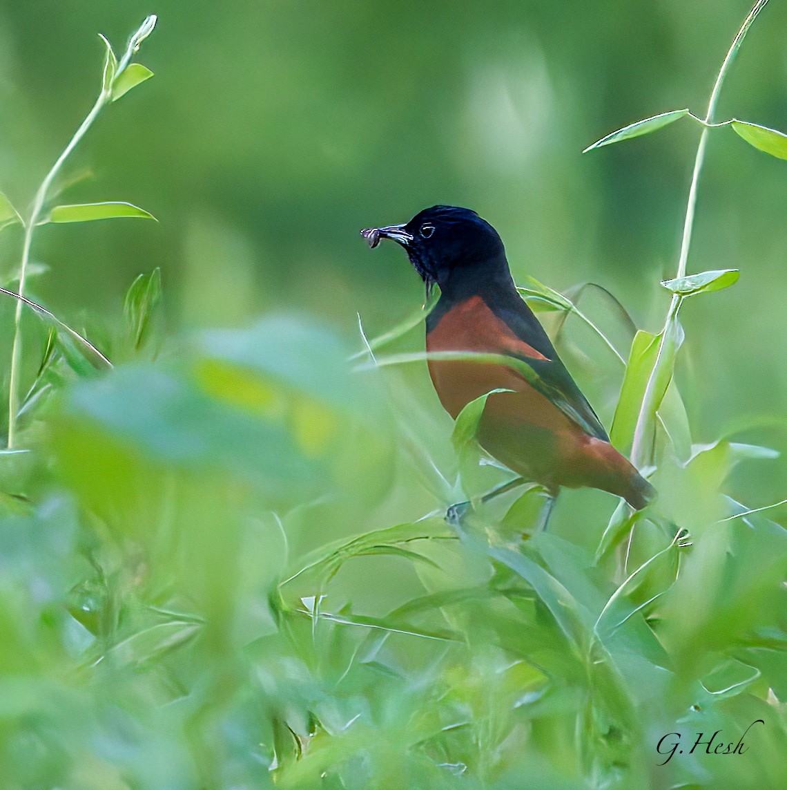 Orchard Oriole - ML637556071