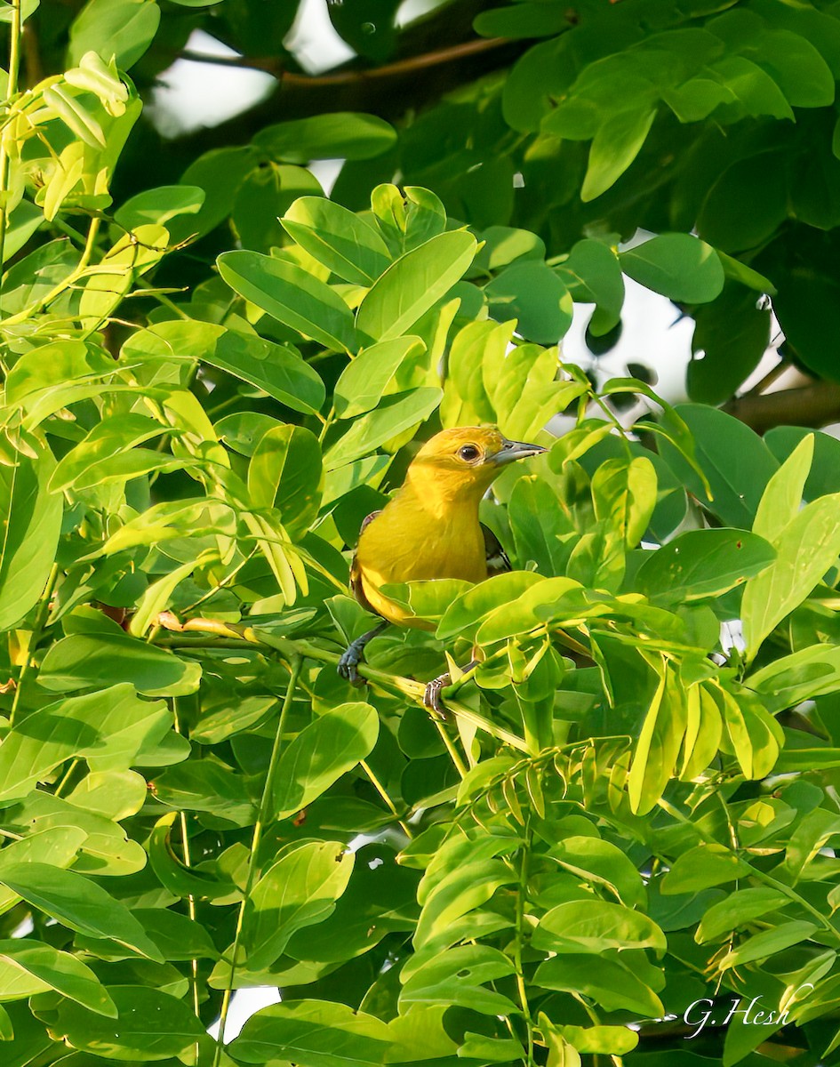 Orchard Oriole - ML637556072