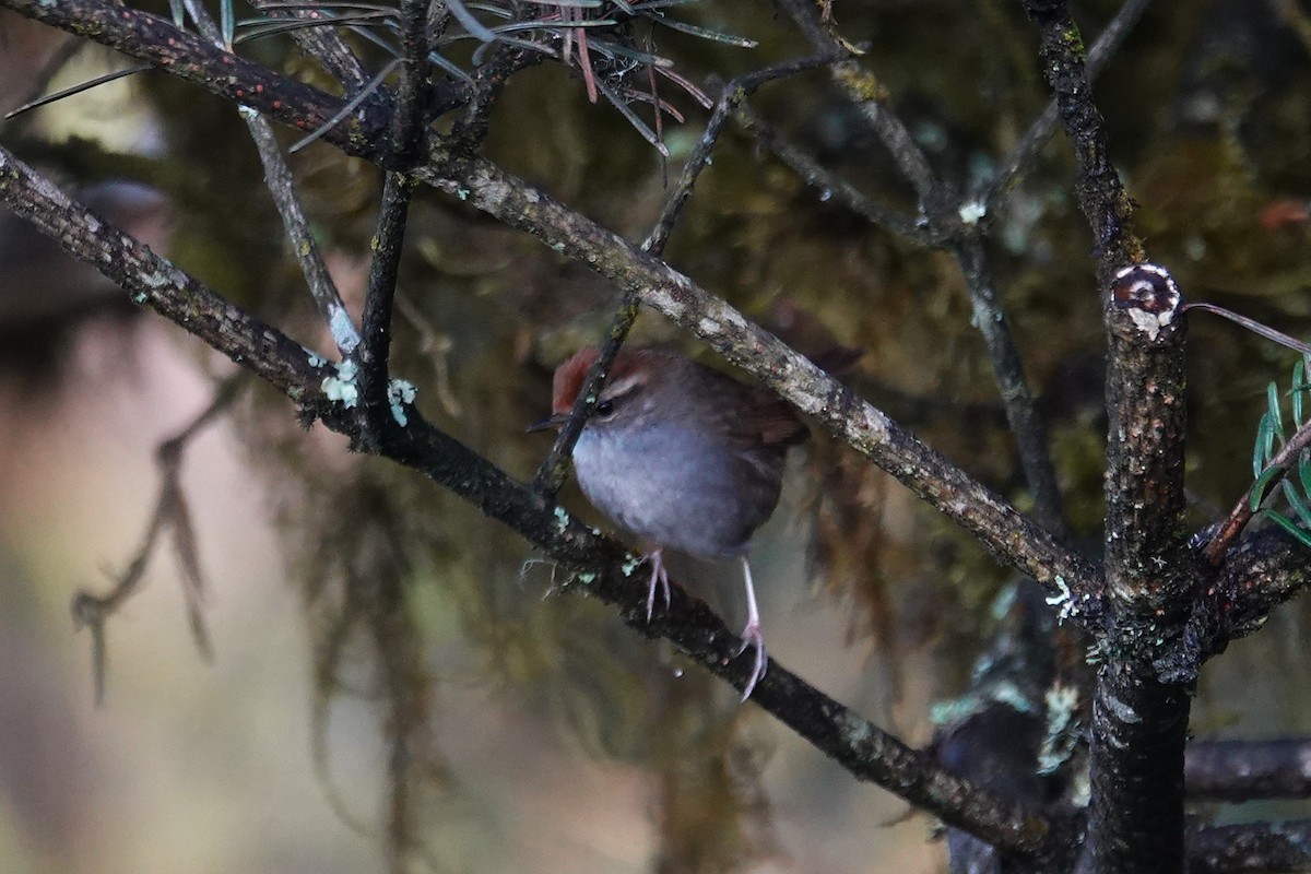 Gray-sided Bush Warbler - ML637556073