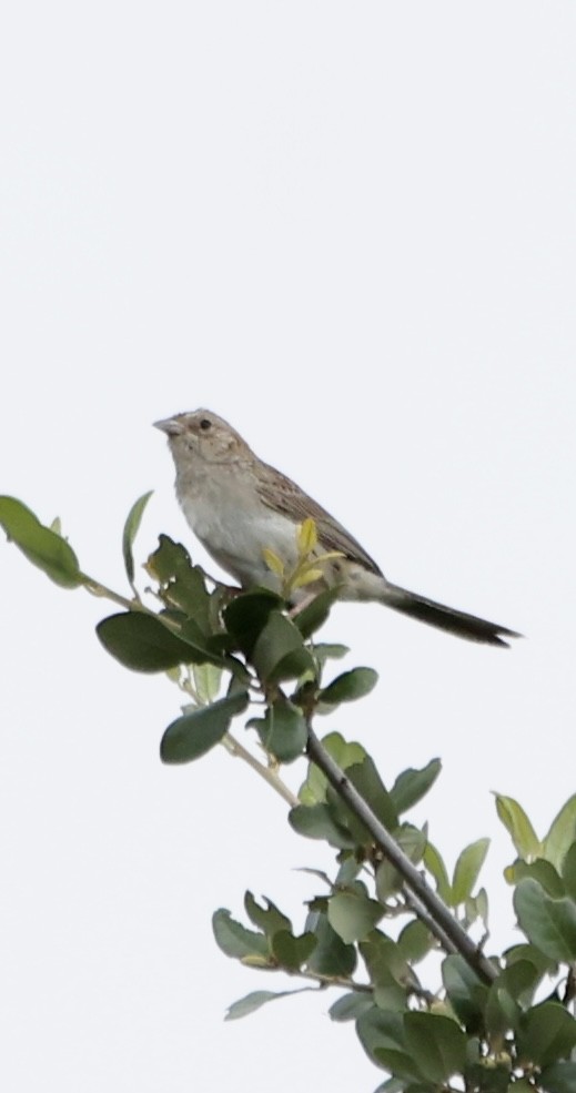 Cassin's Sparrow - ML637556075