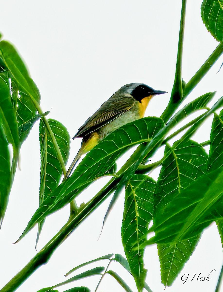 Common Yellowthroat - ML637556085