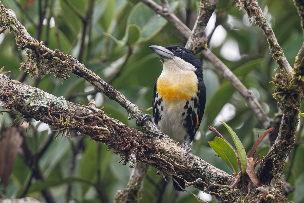 Spot-crowned Barbet - ML637556105