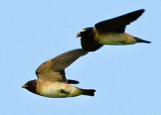 Hirondelle à front blanc - ML637556124
