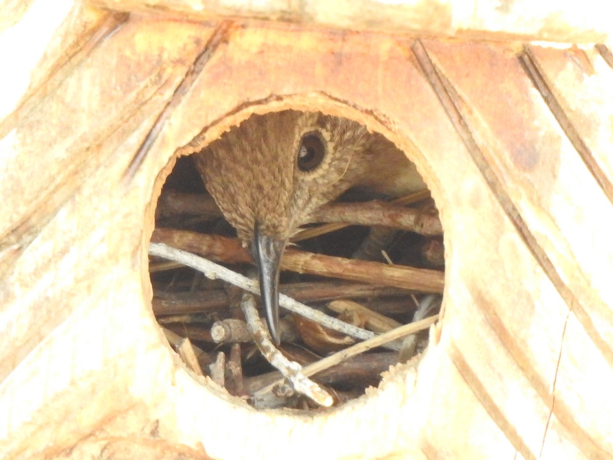 Northern House Wren - ML637556130