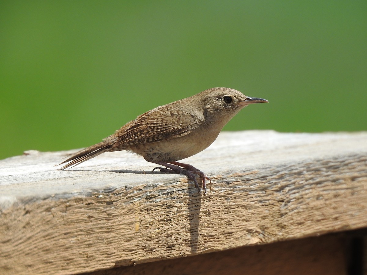 Northern House Wren - ML637556133