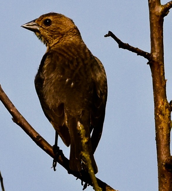 Vacher à tête brune - ML637556137
