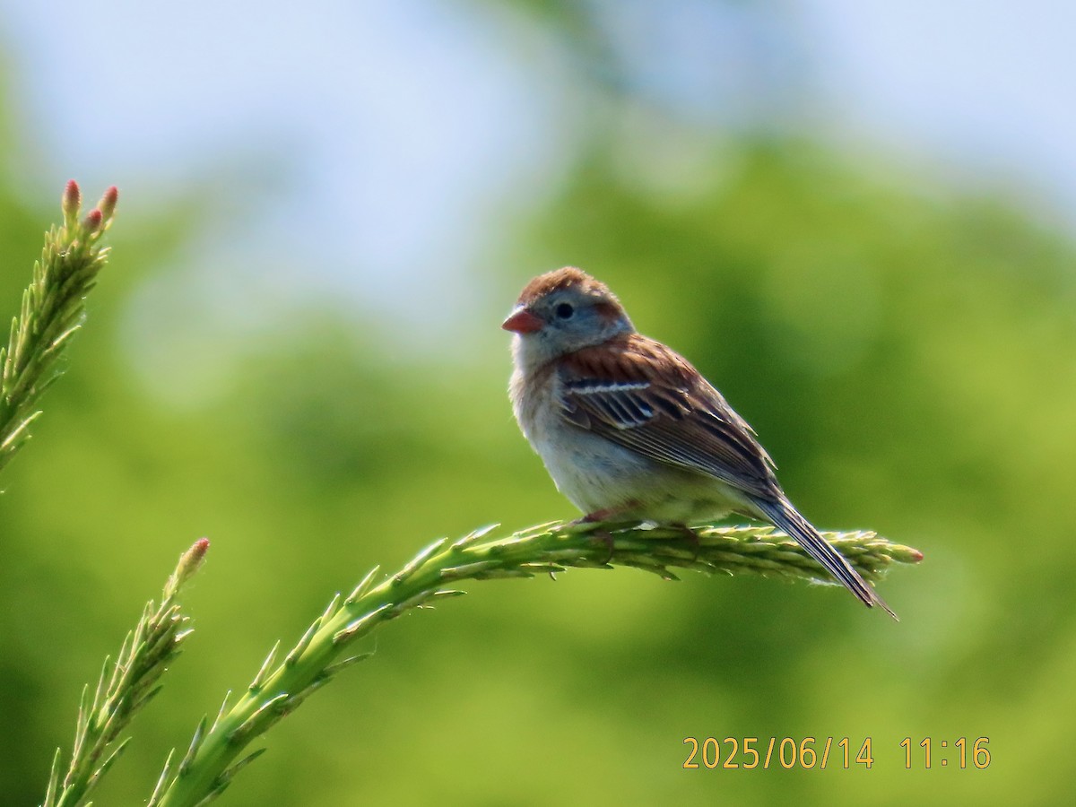 Field Sparrow - ML637556144