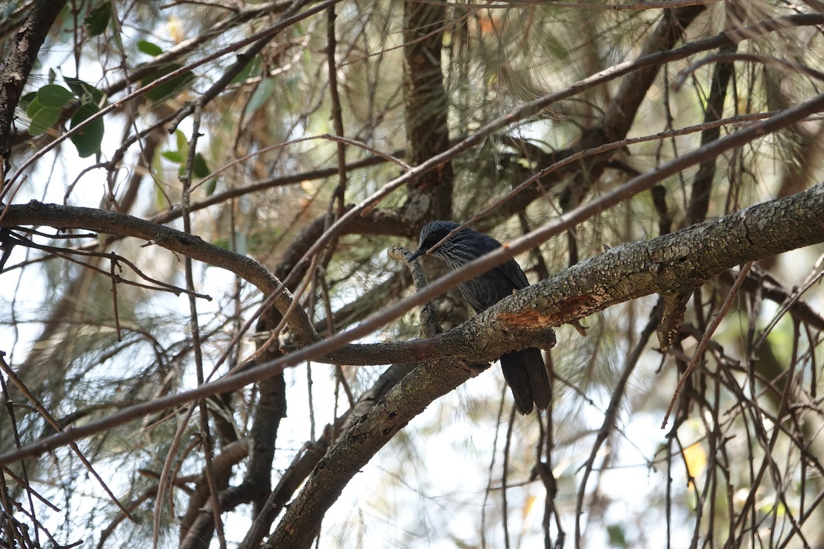 Blue Mockingbird - ML637556148