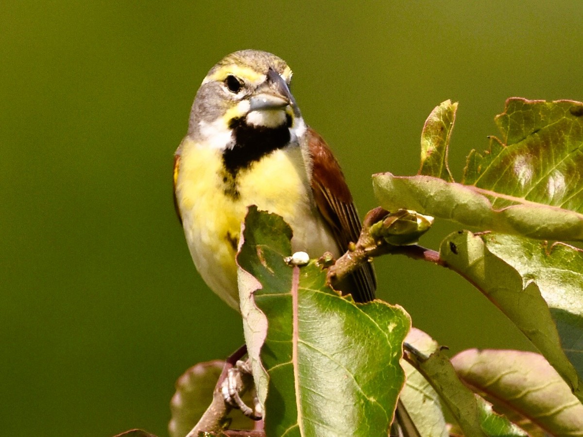 Dickcissel d'Amérique - ML637556158
