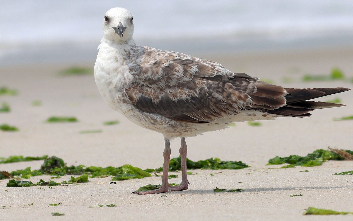 Great Black-backed Gull - ML637556167