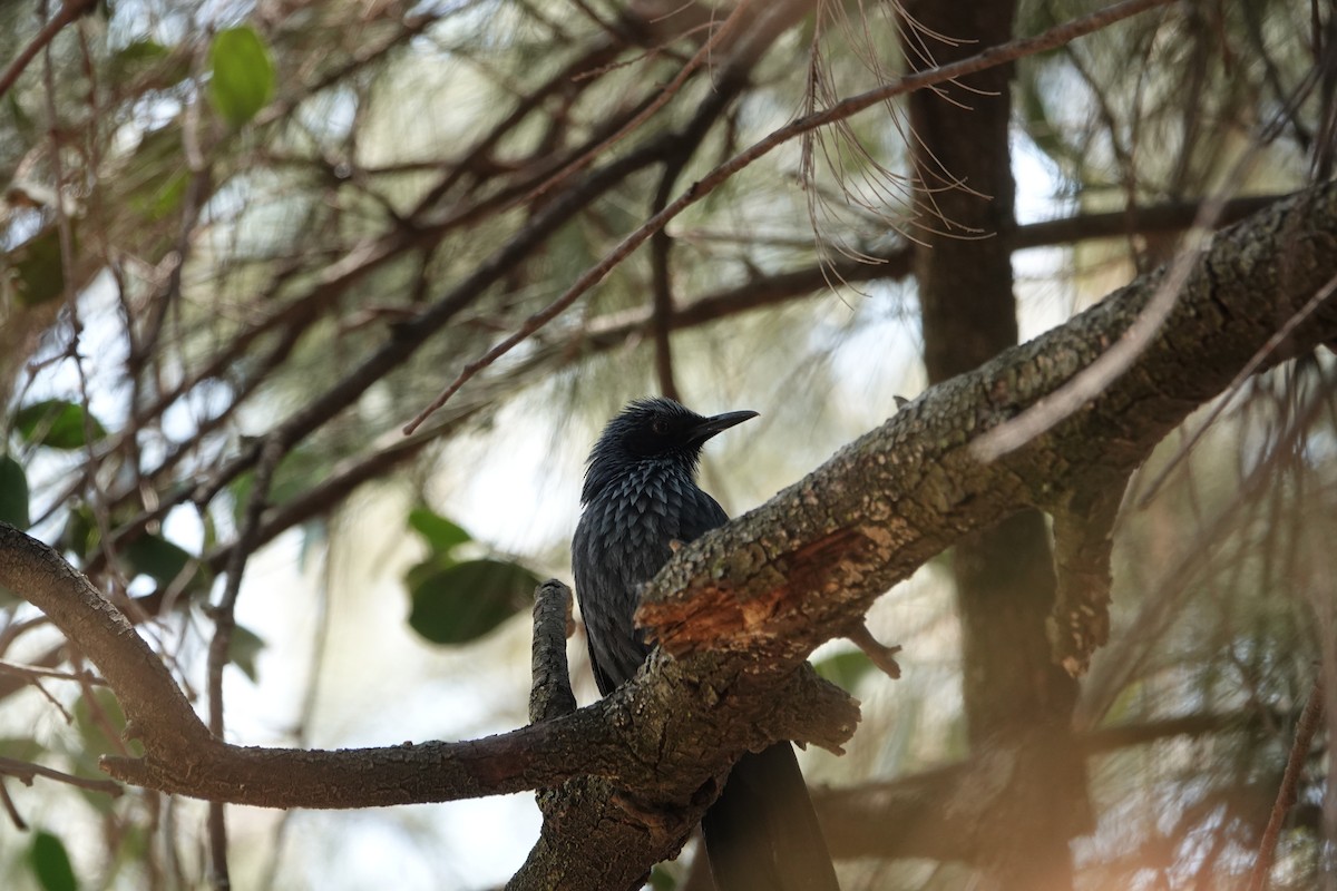 Blue Mockingbird - ML637556207