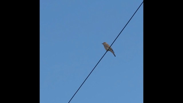 Бөртөт намнаахай - ML637556211