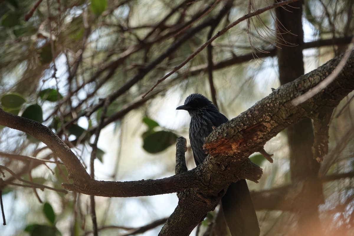 Blue Mockingbird - ML637556236